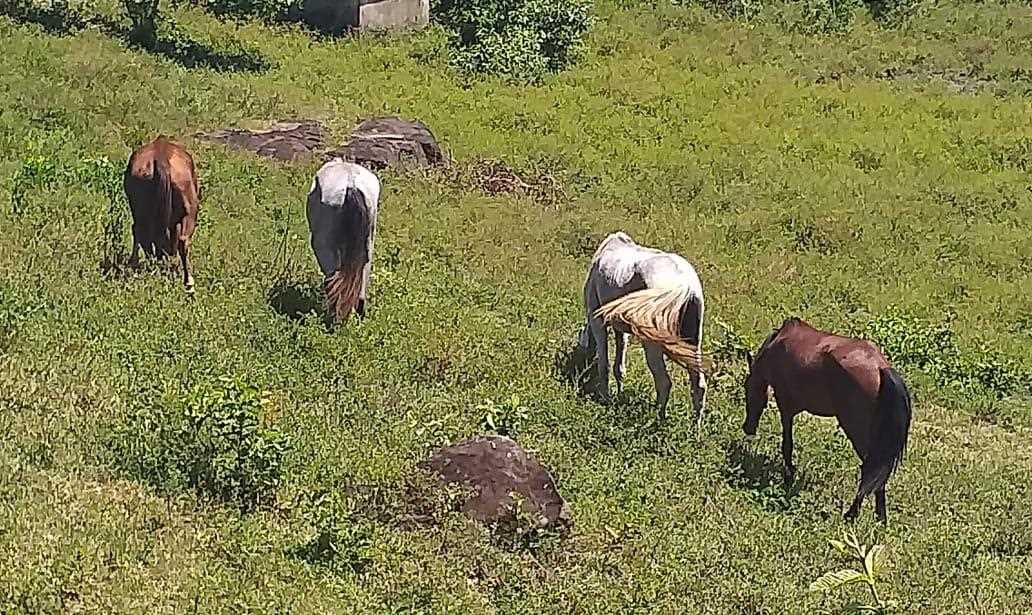 Camacã: Prefeitura intensifica apreensão de animais soltos pelas vias públicas da cidade